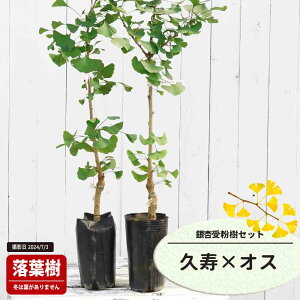 Ȃ iǁj y v iイj v z 1Nږؕc Pi or 󕲎Zbg