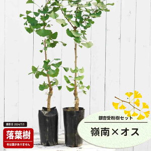 Ȃ iǁj y iꂢȂjz 1Nږؕc Pi or 󕲎Zbg