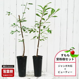  c yW{΁z 1Nږؕc Pi or 󕲎Zbg y\̔z11`12ח\