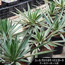 楽天市場】ユッカ グロリオサの通販