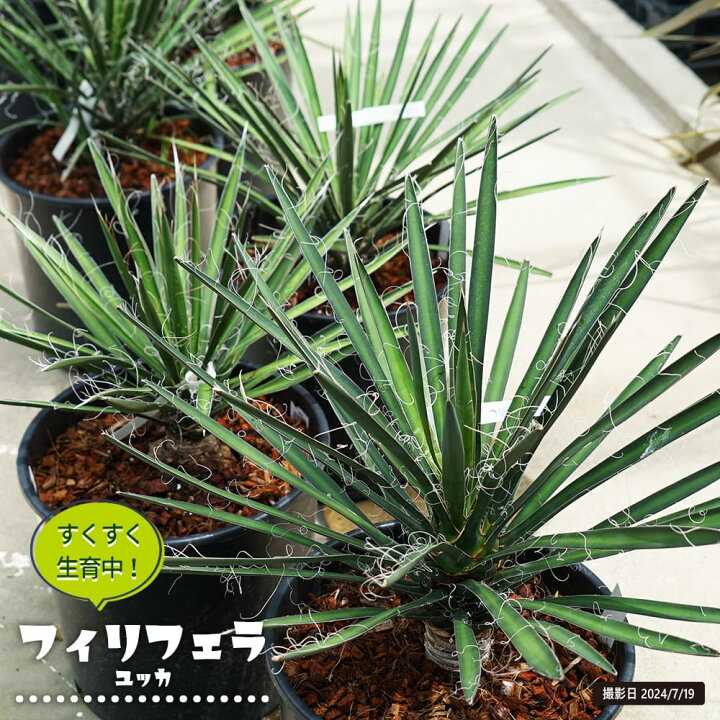 ユッカ フィリフェラ （ユッカフィリフェラ Yucca filifera ｜ G-Call 