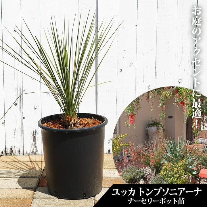 楽天市場】【トンプソニアーナ】ユッカ ナーセリーポット大苗 耐寒性南  