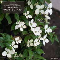 常緑ヤマボウシ 【ウインターレッドペイジ】 株立ち （3本立ち） 寄せ株 ポット大苗 大型宅配便・大梱包 …