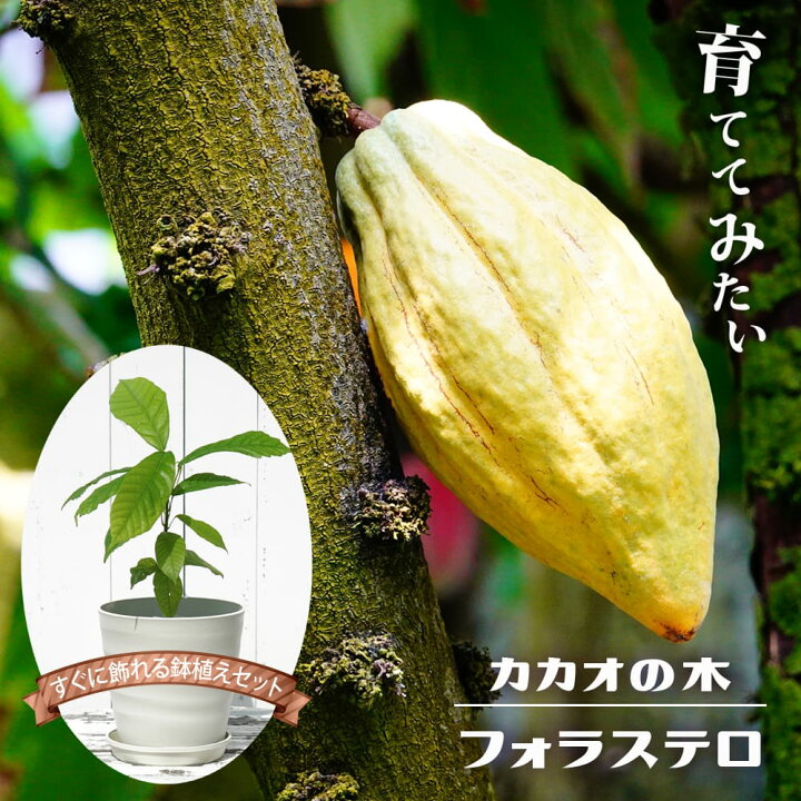 楽天市場】カカオ 【フォラステロ】 実生苗 フラグラーポットセット 