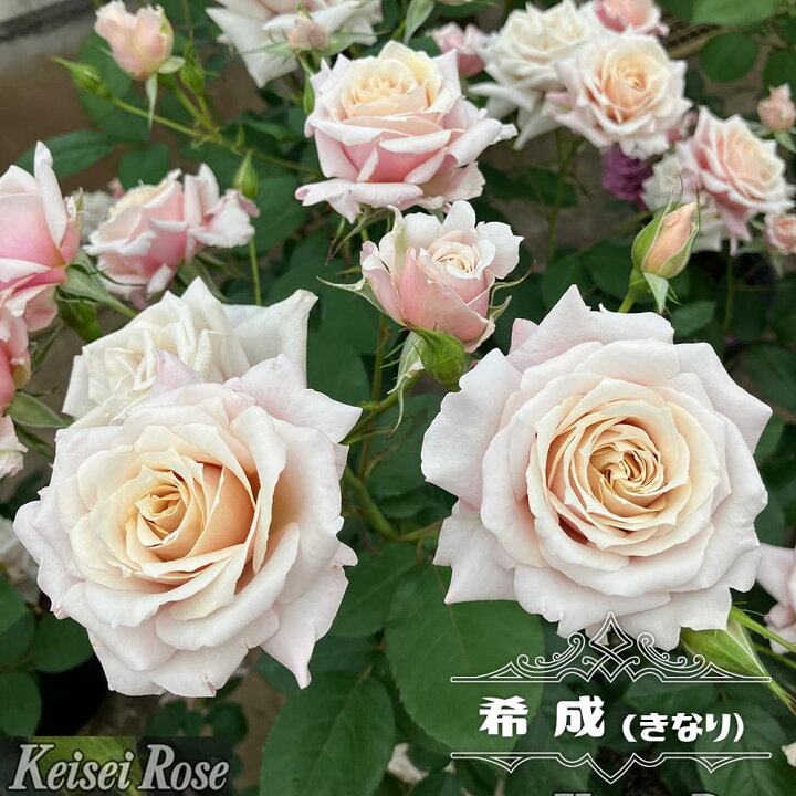 楽天市場】四季咲きバラ苗 【希成（HT）】 3年生接木大苗 登録品種 