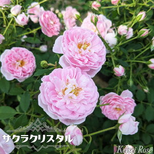 lG炫oc yTNNX^ iSHjz 2Nc o^iEio^ y\̔z12`N1ח\