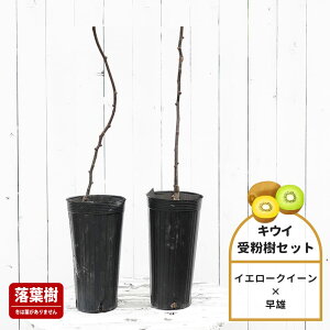 LEC c؃Zbg yCG[NC[z FnX 1Nږؕc Pi or 󕲎Zbg y\̔z12`N1ח\