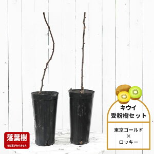 LEC c؃Zbg yS[hz FnX 1Nږؕc Pi or 󕲎Zbg o^iEio^