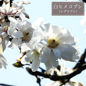 ԉt qRuV 2N ږ |bgc  t V{c[ yϏ܉Ԗ؁z