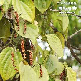 コショウ 胡椒 piper nigrum 3号ポット苗