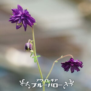 �A�N�C���M�A �y�u���[�o���[�z 3���|�b�g�c �y�\��̔��z3�����{�����ח\��