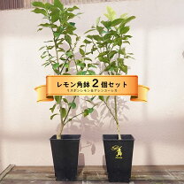 楽天市場】レモンの木 2mの通販
