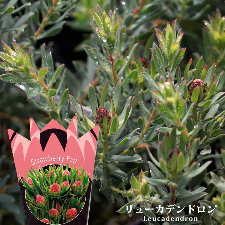 楽天市場】リューカデンドロン ストロベリーフェア 鉢植え : 苗木部 
