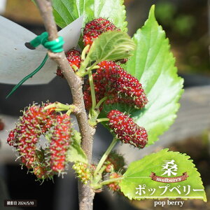 �}���x���[ �|�b�v�x���[ PVP 1�N�� 5���|�b�g�c �ږ�