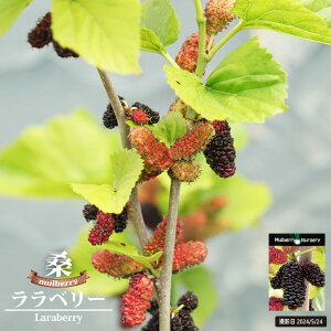 マルベリー(桑の木) 【ララベリー】 接木 鉢植え 登録品種・品種登録