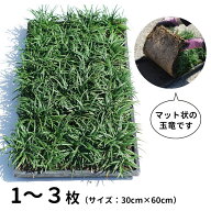 玉竜マット （リュウノヒゲ・タマリュウ・ジャノヒゲ） 1～3枚のセット販売