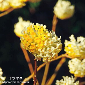 y̖؃V[Yz ~c}^ |bgc 3.5|bgc