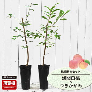  c yԔz 1Nږؕc Pi or 󕲎Zbg y\̔z11`12ח\