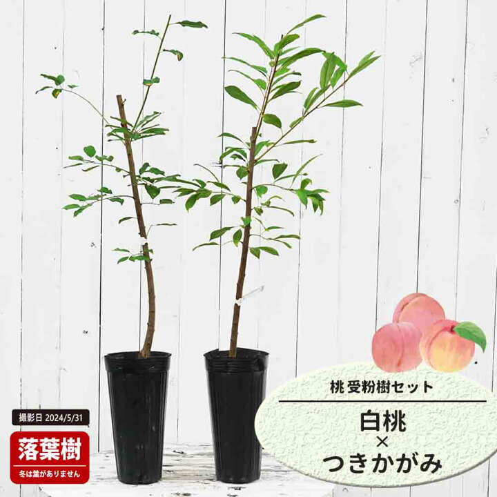 楽天市場】桃 苗木 【白桃】 1年生接木苗 単品 or 受粉樹セット : 苗木 