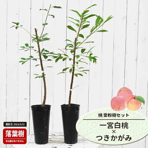  c y{z 1Nږؕc Pi or 󕲎Zbg y\̔z11`12ח\