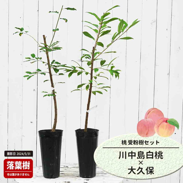 楽天市場】桃 苗木 【川中島白桃】 1年生接木苗 単品 or 受粉樹セット 
