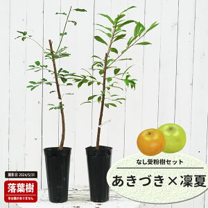  c yÂz 1Nږؕc Pi or 󕲎Zbg o^iEio^ y\̔z11`12ח\