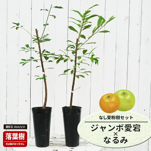  c yW{z 1Nږؕc Pi or 󕲎Zbg y\̔z11`12ח\