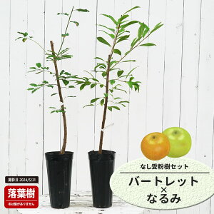 m c yo[gbgz 1Nږؕc Pi or 󕲎Zbg y\̔z11`12ח\