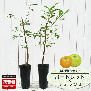 m c yo[gbgz 1Nږؕc Pi or 󕲎Zbg y\̔z11`12ח\