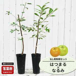  c y͂܂z 1Nږؕc Pi or 󕲎Zbg y\̔z11`12ח\