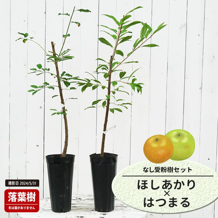 楽天市場】梨 苗木 【ほしあかり】 1年生接木苗 単品 or 受粉樹セット 