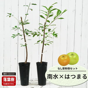  c y쐅z 1Nږؕc Pi or 󕲎Zbg y\̔z11`12ח\