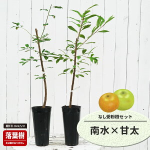 �� �c�� �y�쐅�z 1�N���ږؕc �P�i or �󕲎��Z�b�g �y�\��̔��z11�`12�������ח\��