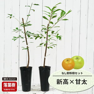  c yVz 1Nږؕc Pi or 󕲎Zbg y\̔z11`12ח\