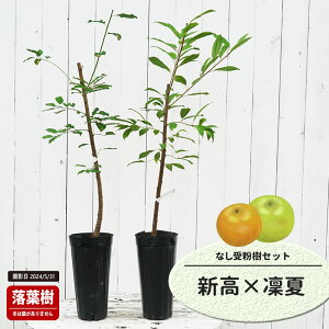  c yVz 1Nږؕc Pi or 󕲎Zbg y\̔z11`12ח\