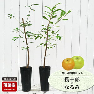  c y\Yz 1Nږؕc Pi or 󕲎Zbg y\̔z11`12ח\