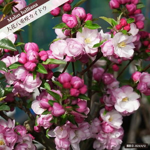 ԔdJChE 2N ږ c  t V{c[ yϏ܉Ԗ؁z