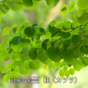 jiJcj 3.5|bgc y̖؃V[Yz