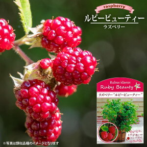 Yx[ yr[r[eB[z } A yc@o蒆z