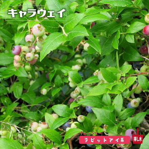 �y�L�����E�F�C�z ���r�b�g�A�C�n 2�N���}�ؕc �u���[�x���[�c��