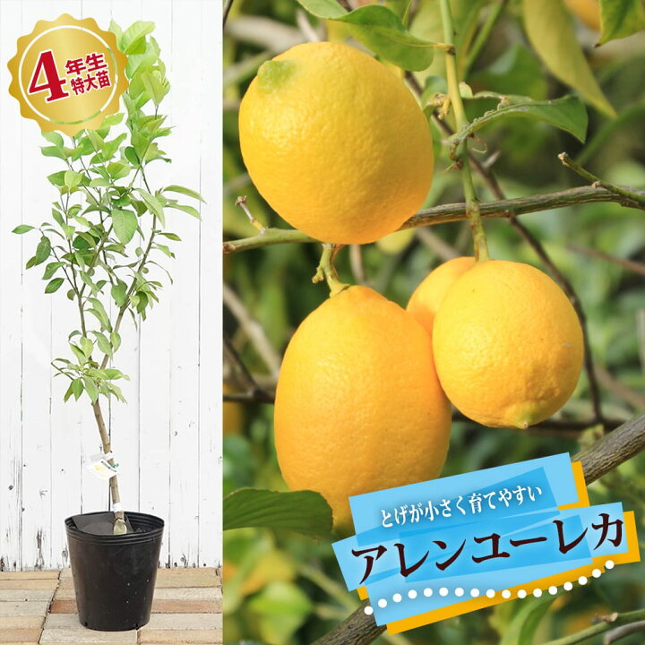 楽天市場】6月3日20時からのセール対象商品 レモン 【アレンユーレカ 
