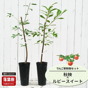 񂲕c yHfz 1Nږؕc Pi or 󕲎Zbg y\̔z11`12ח\