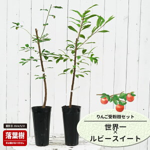 񂲕c yE ijz 1Nږؕc Pi or 󕲎Zbg y\̔z11`12ח\