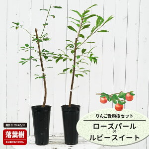 񂲕c y[Yp[z 1Nږؕc Pi or 󕲎Zbg o^iEio^ y\̔z11`12ח\