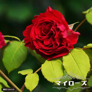 lG炫oc y}C[Yz iTIGeBX) 2Nc 6|bg o^iEio^ y\̔z1{ȍ~ח\