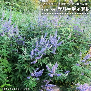 西洋ニンジンボク (チェストベリー) 【ブルーディドレ】 ポット苗 PVP