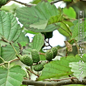 y̖؃V[Yz }nmL 3.5|bgc