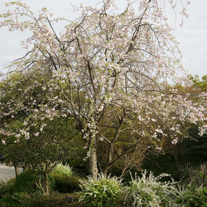 楽天市場】しだれ桜 【雨情枝垂れ桜 （うじょうしだれ）】 1年生接木苗
