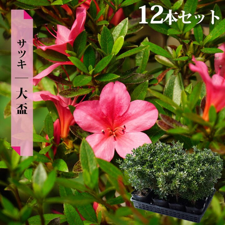 楽天市場】さつき 苗 【大盃 （ ピンク ）】 4号ポット苗 単品 or 4本  