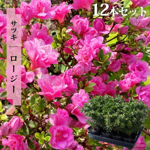 G炫  c y[W[z 4|bgc o炫 d炫 Pi or 4{Zbg or 12{Zbg